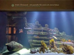 Wracks im Öresund - ein Paradies für kleine und große Fische