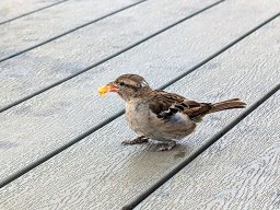 Für diesen kleinen und frechen Dieb blieb auch noch etwas übrig.